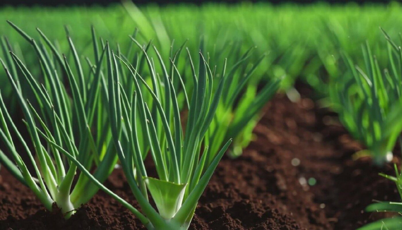 Лук — крупный, перо  — без желтизны! Просто насыпьте это бесплатное удобрение прямо в бороздку