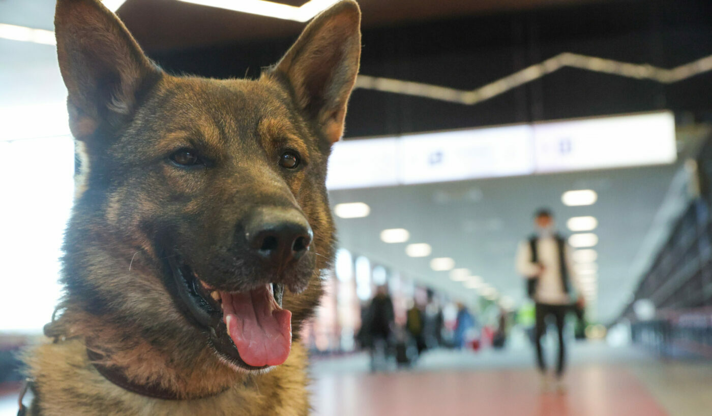 Советы кинолога. Специалист назвал самые опасные растения для собак