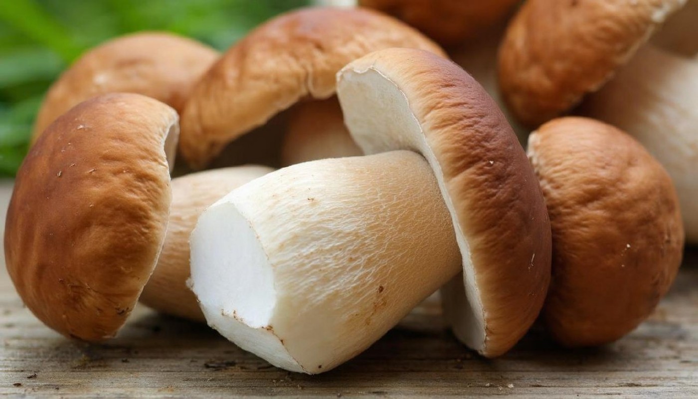 Уже через месяц будут свои белые грибы! Нужна обычная мясорубка и 1 пакетик дрожжей