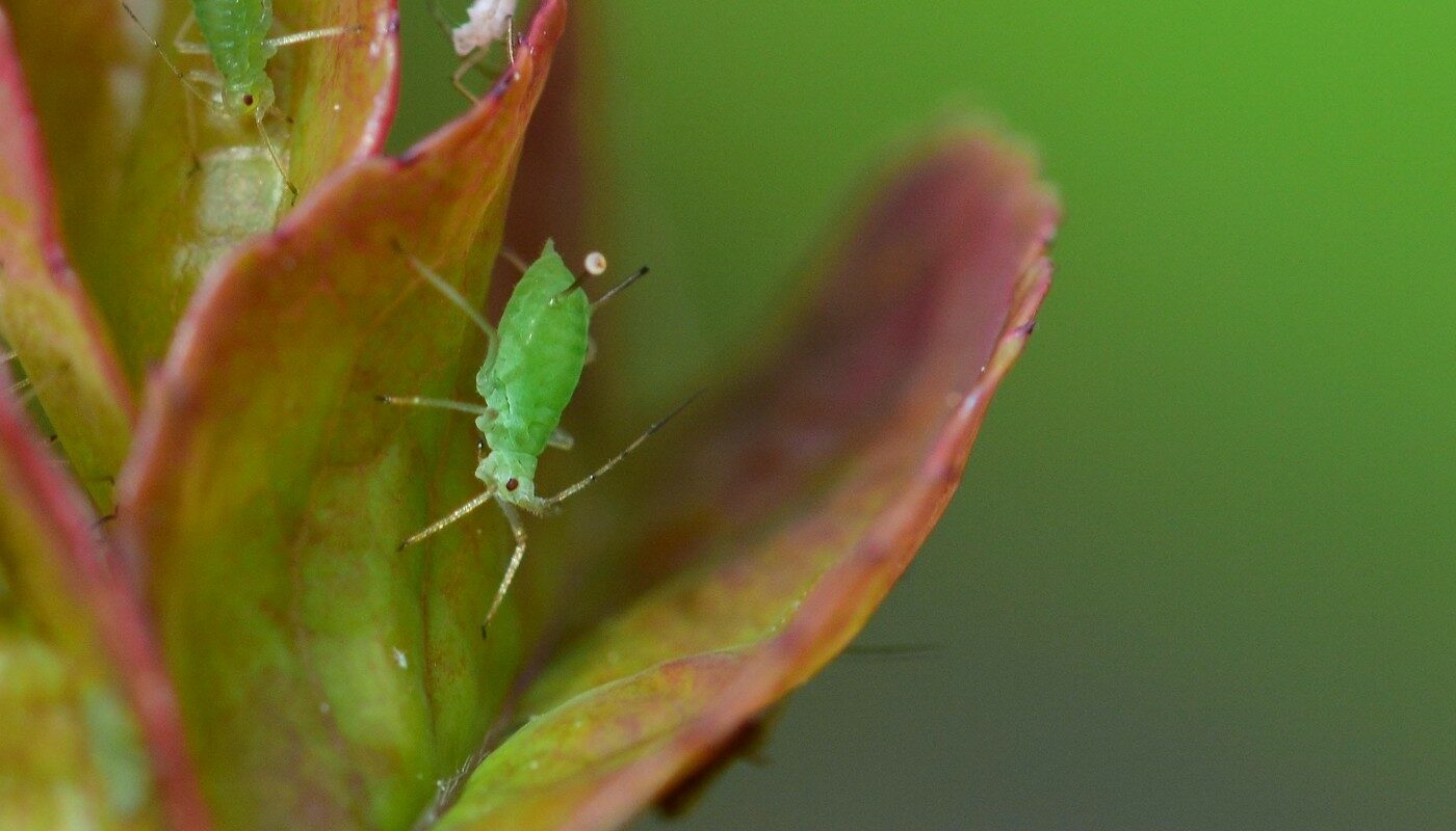 Тля на смородине жить перестанет: настой из пищевого продукта смоет всех вредителей