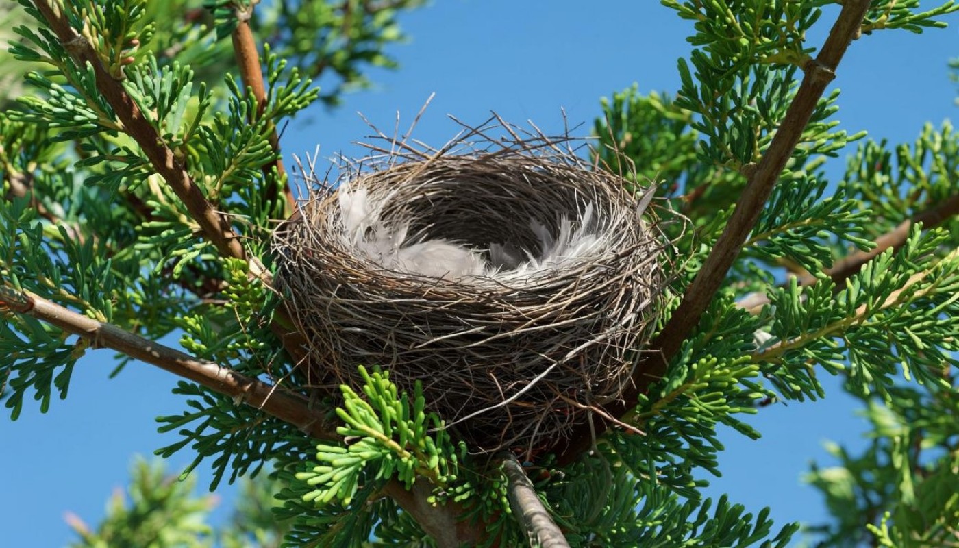 Держитесь от него подальше и не только: топ-4 действия, если с дерева на даче выпал вороненок