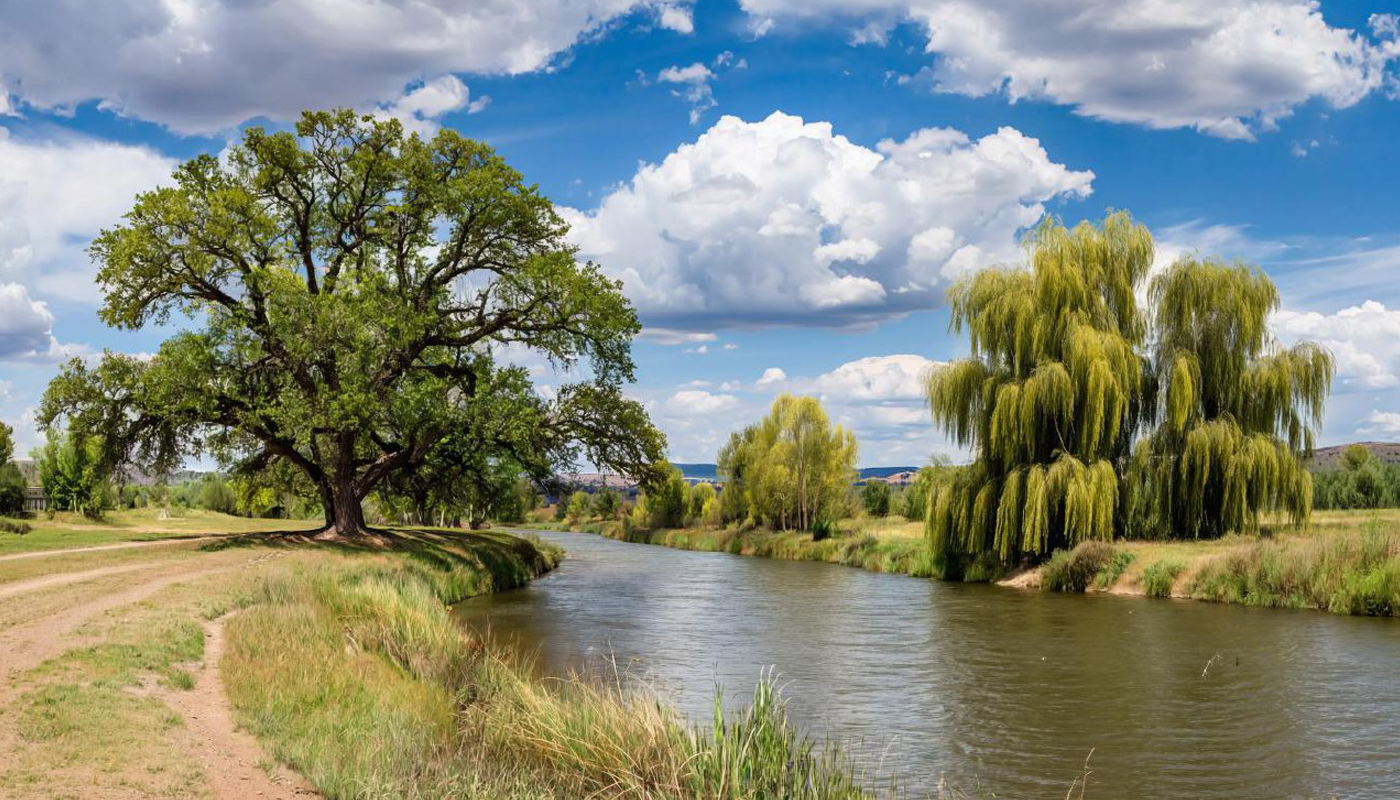 Вампиры среди растений: 3 дерева, которым не место на вашей даче