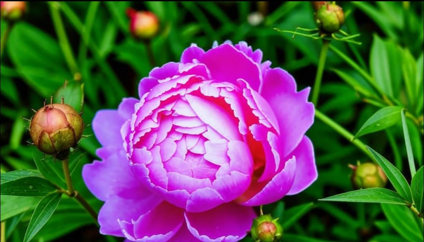 Ограда для пионов: куст не развалится даже под дождем