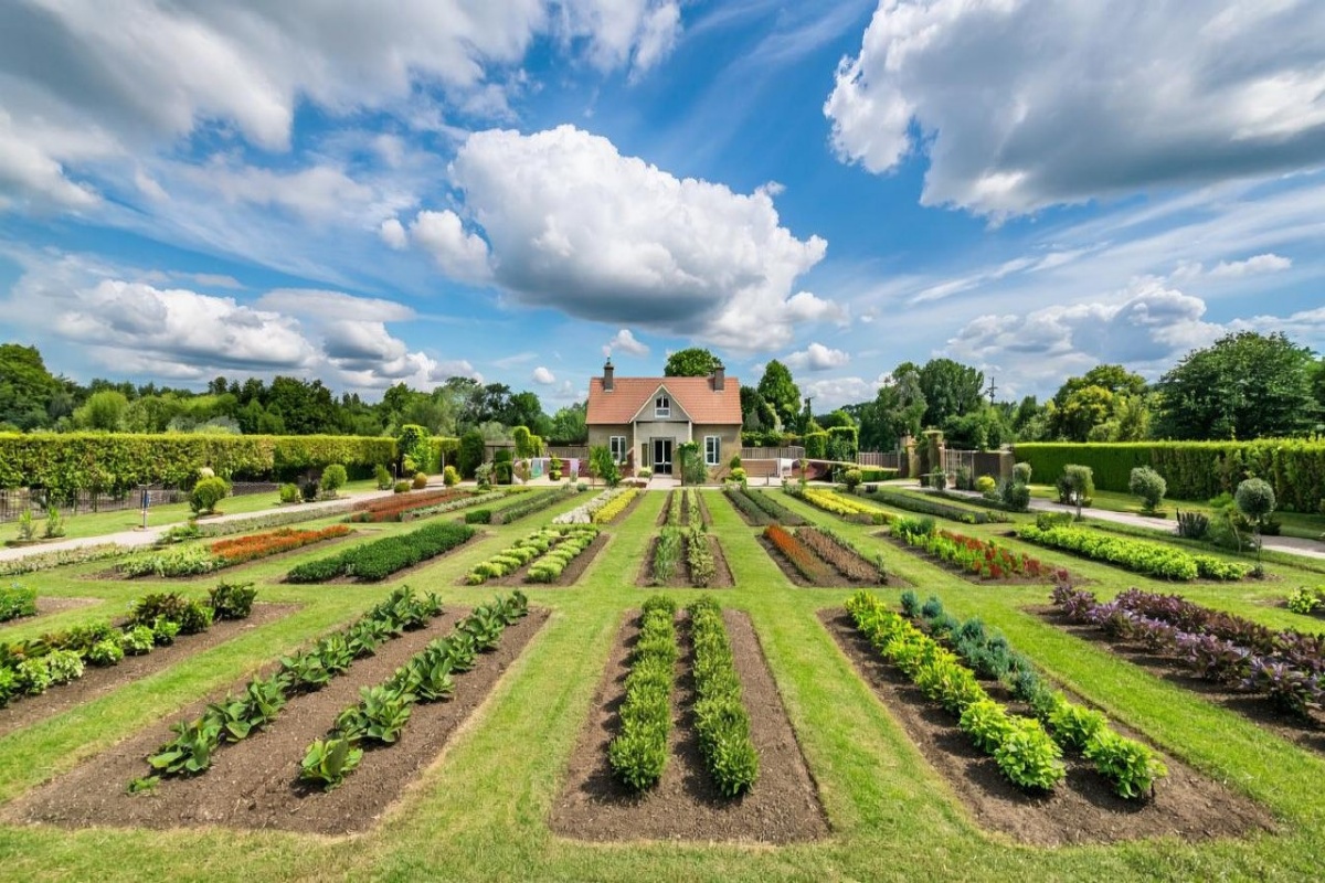 Огород посадили, но еще остались пустые грядки: эти скороспелые культуры можно высадить в июне