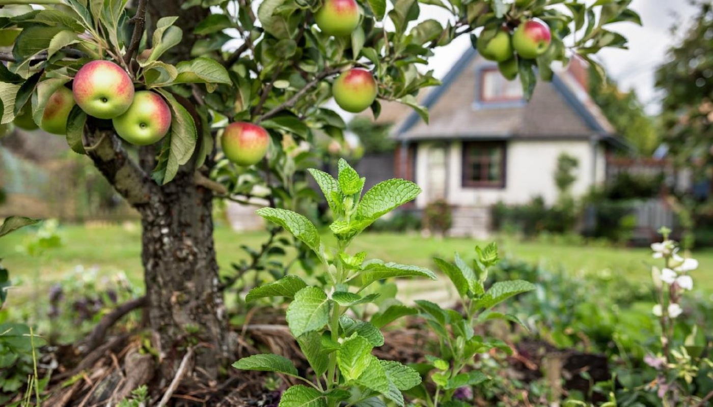 Природный барьер от муравьев и тли: эти растения не пропустят вредителей к яблоне