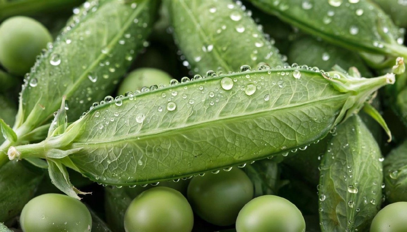 Горох вырастет сладким и крупным! В июне только в эти дни созданы все условия для богатого урожая