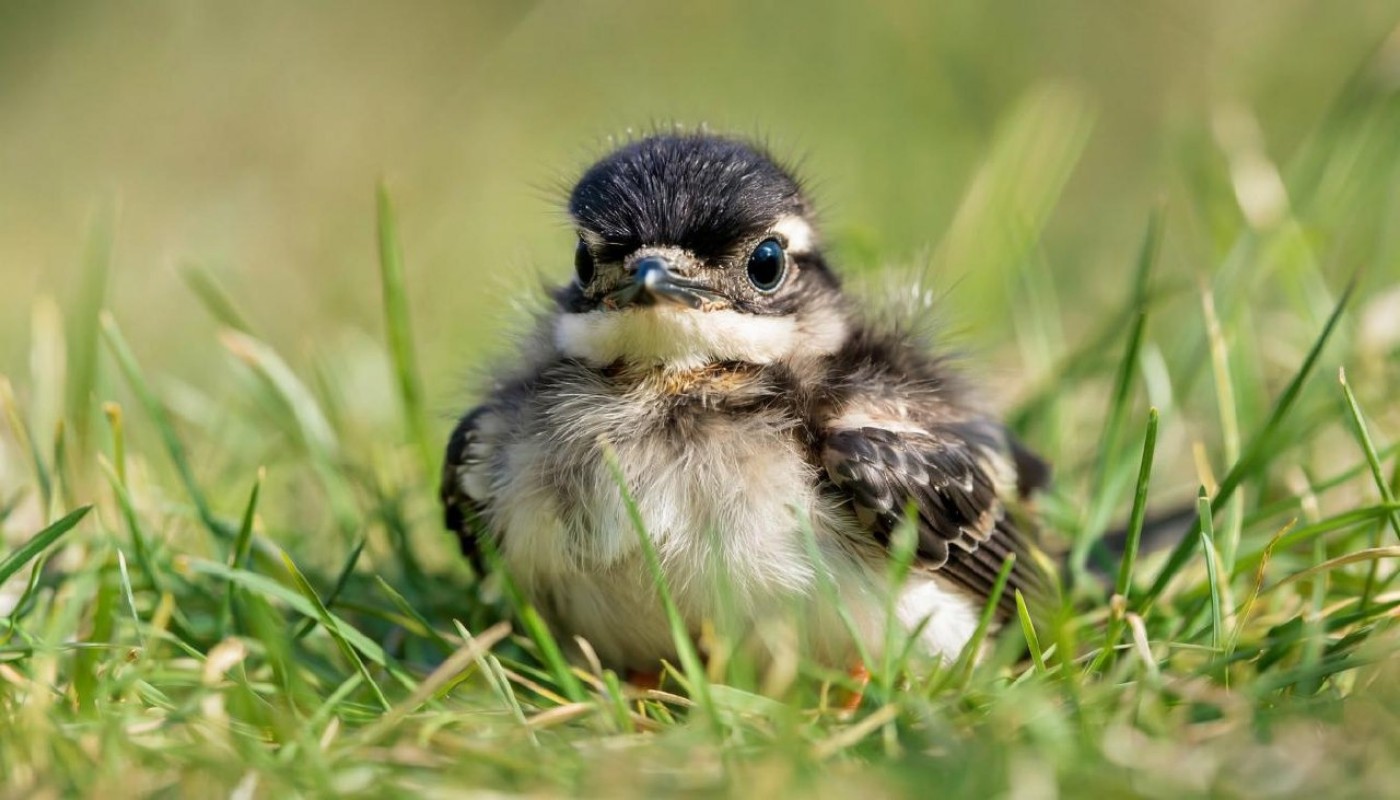 Вот тогда и беспокойтесь! Топ-4 случая, когда помочь птенцу, выпавшему из гнезда, необходимо