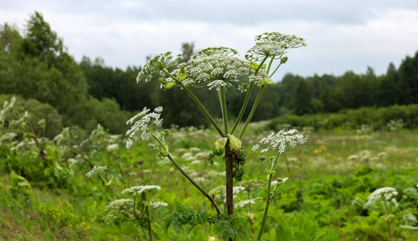 Закон принят. Наличие на даче борщевика станет законным поводом для ее конфискации