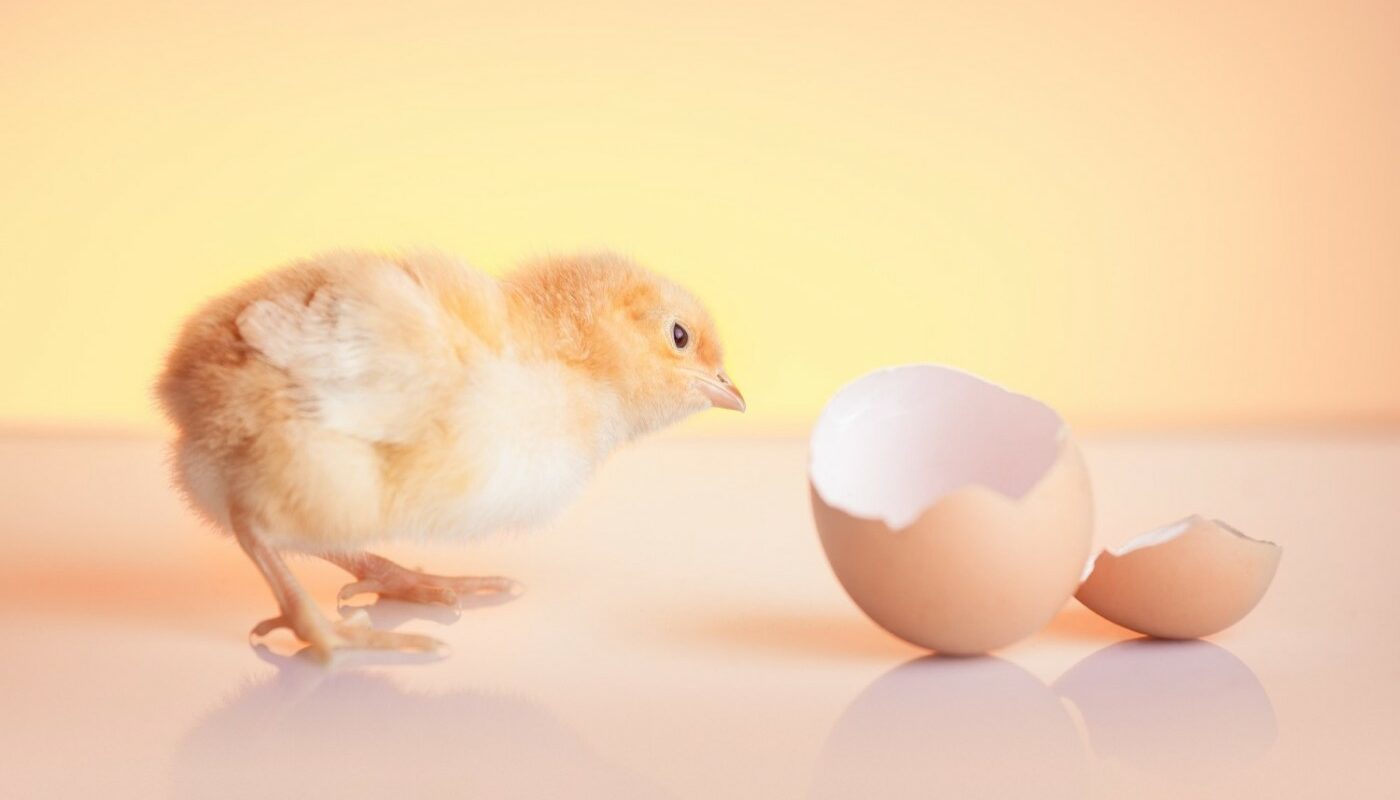 Британские ученые теперь узнают всё о человеке с помощью куриных яиц