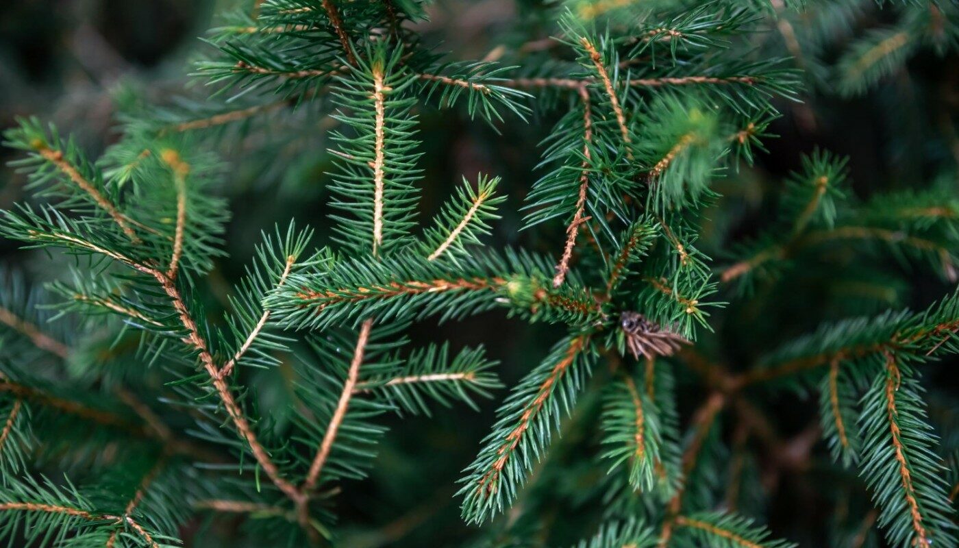 Не спешите сыпать хвойный опад под кусты: всего 1 причина, почему полезная мульча может стать опасной