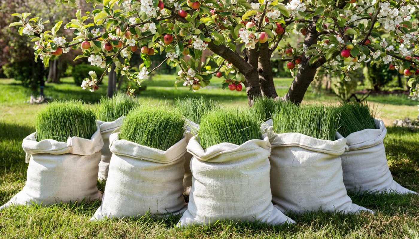 Бесплатное удобрение для вашего огорода: собираю осенью в мешки и получаю классный перегной