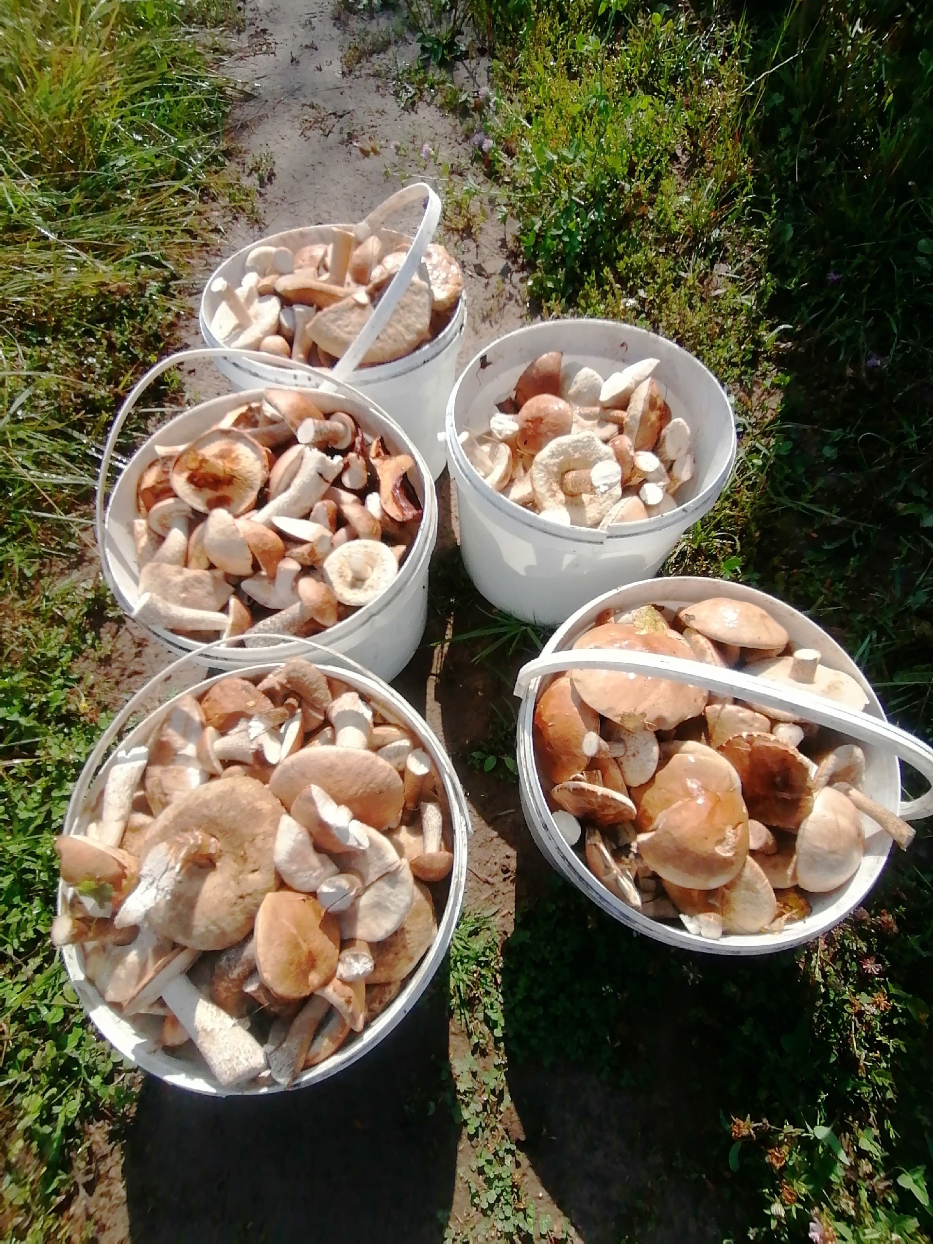 Готовьте корзинки: назван сигнал старта супергрибного сезона