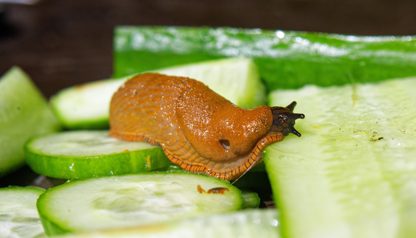 Руками не трогать: медики рассказали, какую опасность скрывают испанские слизни
