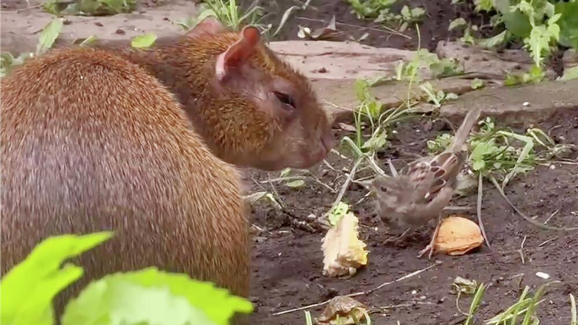 Воробей нашел лучшего друга в Ленинградском зоопарке: необычная дружба птицы и агути