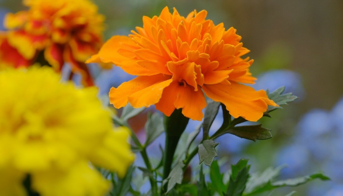 Назван лучший месяц для посадки бархатцев: расцветут в мае