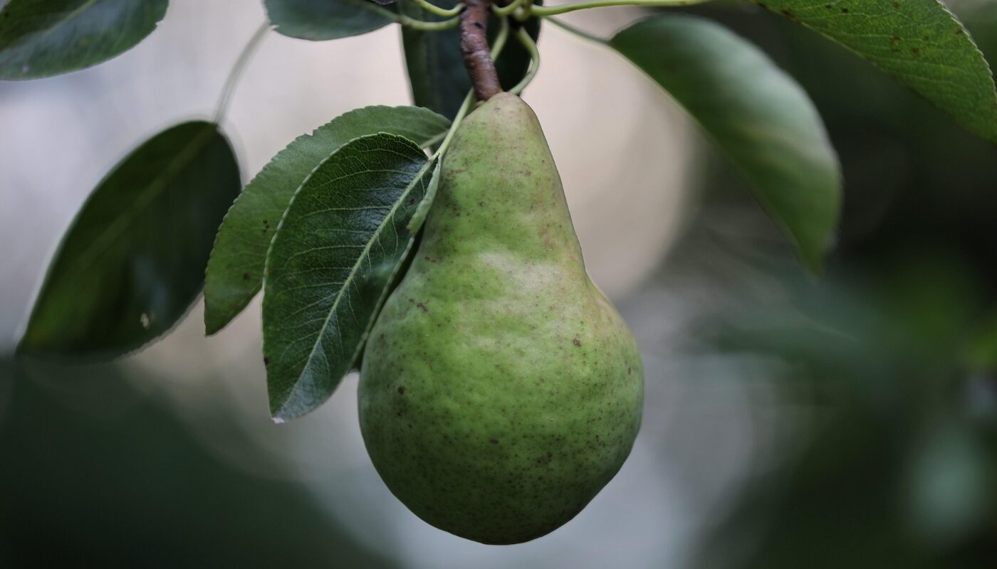 Даже самая «деревянная» груша станет сочной и мягкой всего за 2 дня: проверенный метод