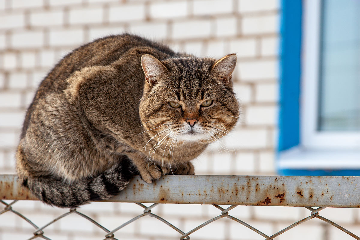 В Вологодской области будут регистрировать домашних животных