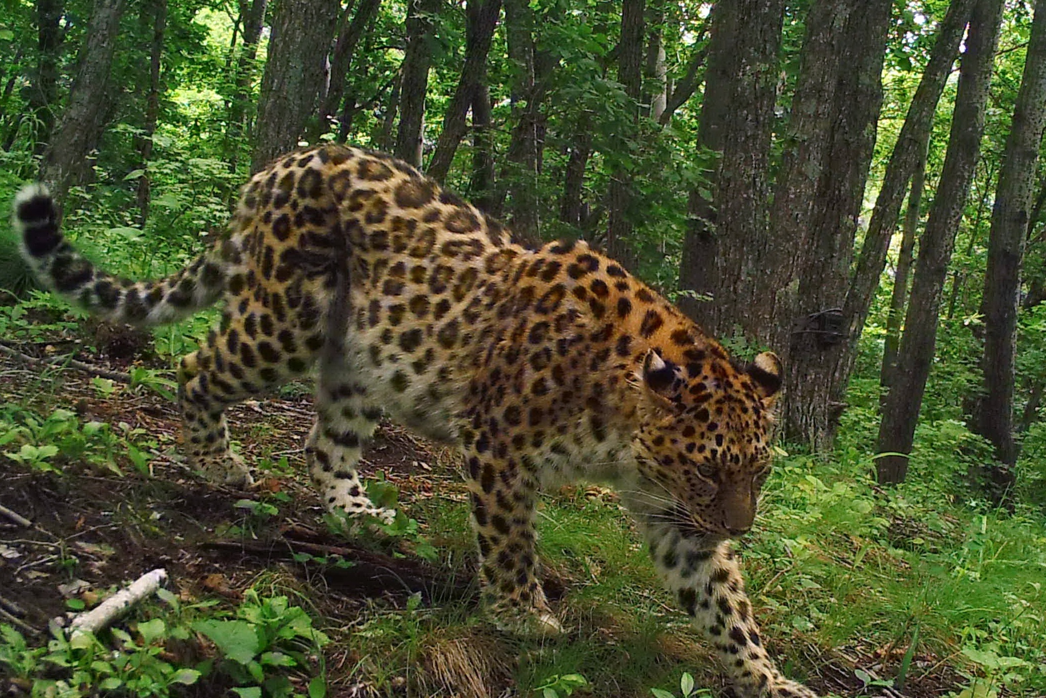 Чудесное возвращение леопарда Алексы из Приморья: символ возрождения редкого подвида