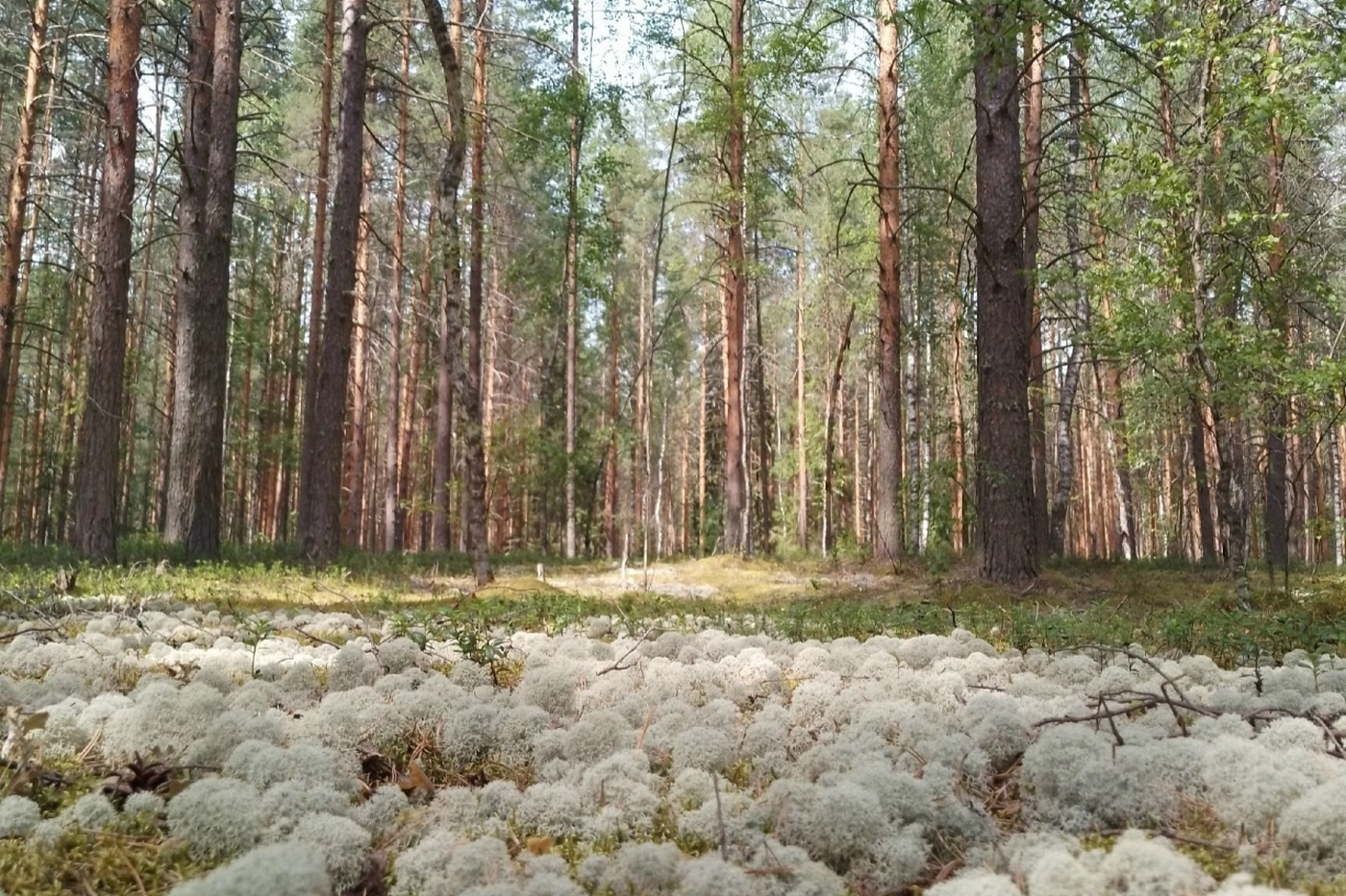 Дожди и грозы накроют Вологодчину в выходные