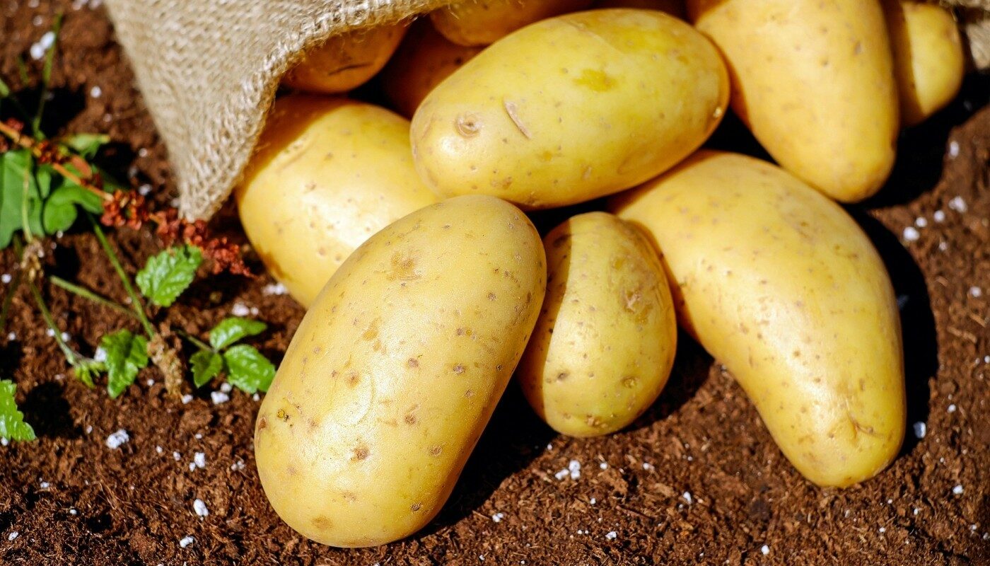Картофель останется свежим до следующей весны: дачникам назвали лучший день для сбора урожая