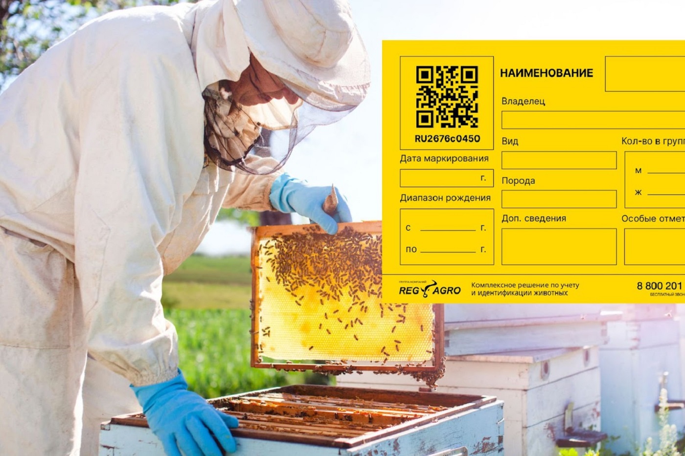 Вологодских пчел начнут маркировать