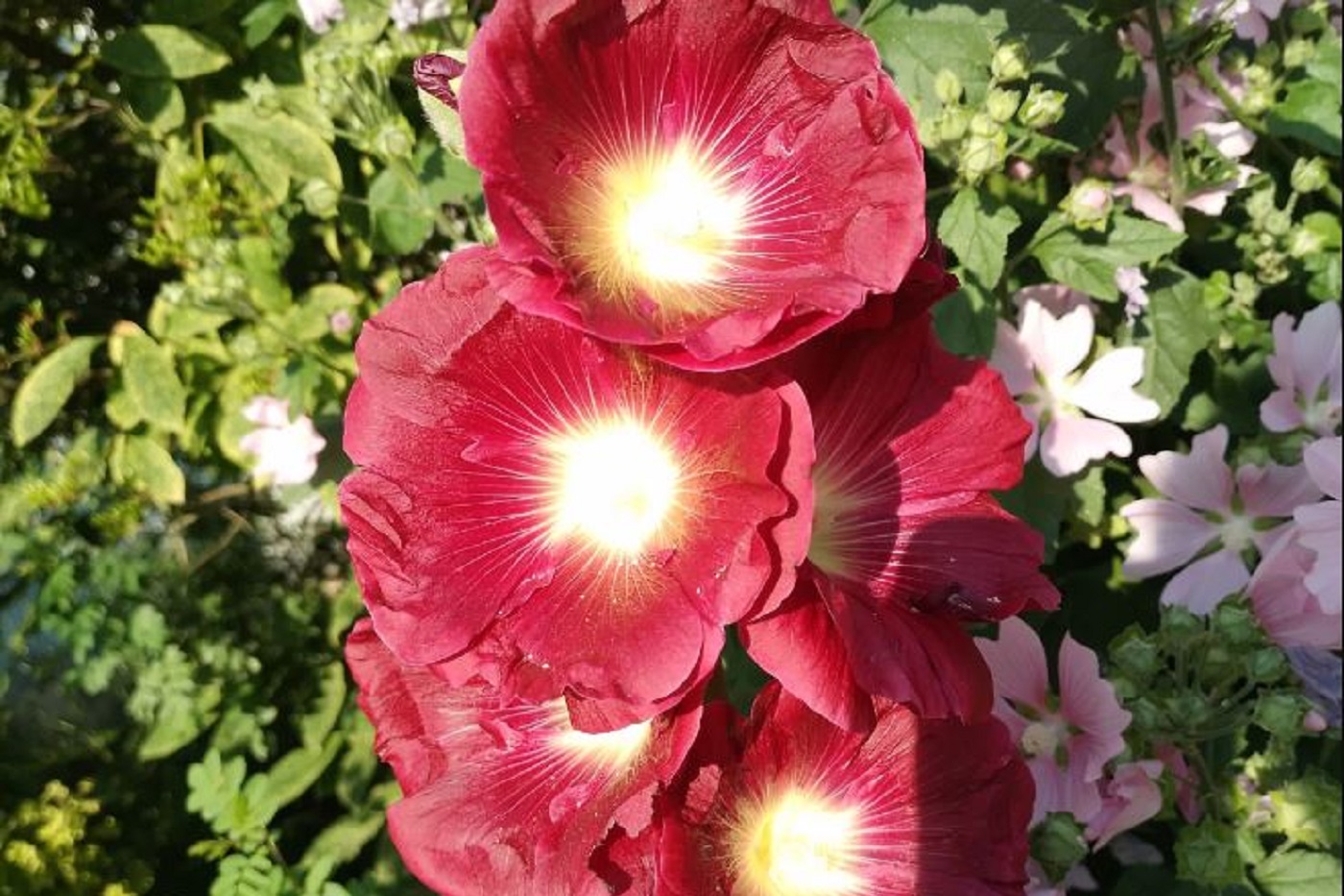 Вологодские синоптики заявили о приходе «бабьего лета»