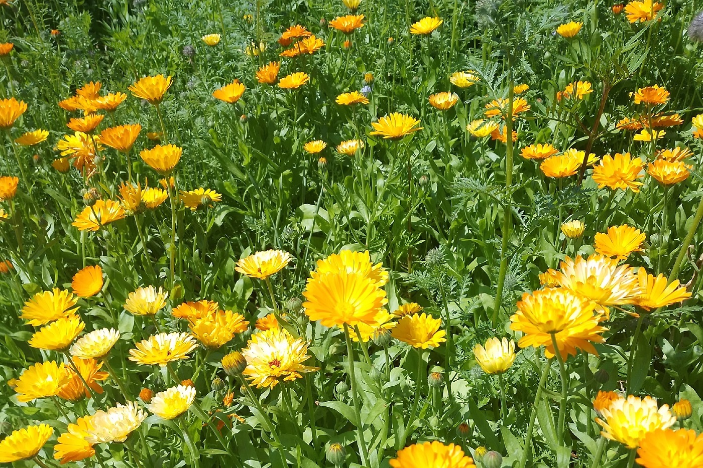 Неустойчивую погоду обещают на предстоящей неделе вологодские синоптики