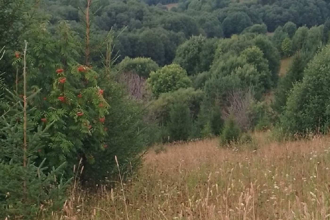 Погода не порадует вологжан на предстоящей неделе