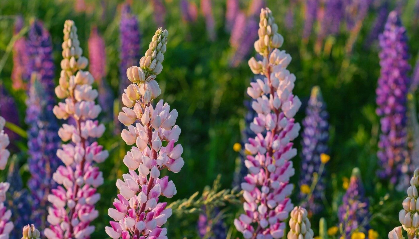 Дачники их безжалостно уничтожают, а опытные огородники берегут эти сорняки, как зеницу ока