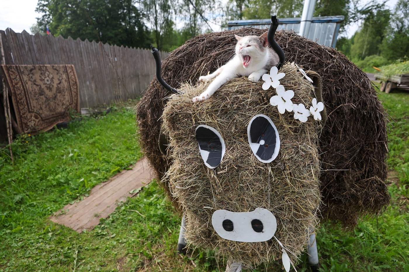 Вологжан заставят регистрировать домашних животных