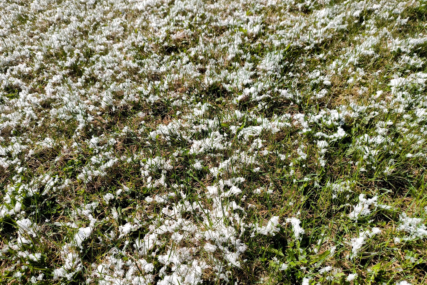 Первые заморозки пришли на Вологодчину