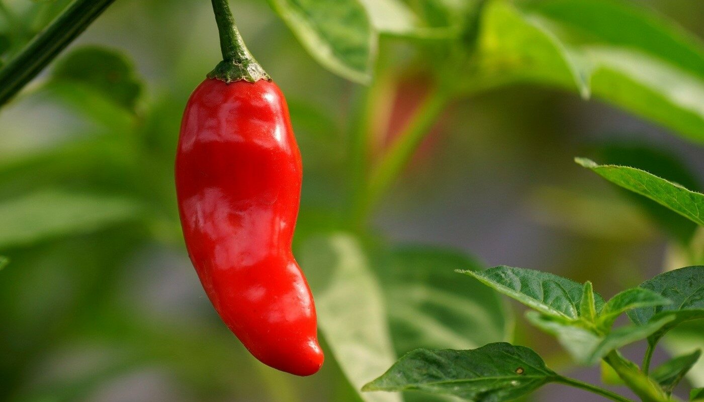Болгарский перец: эта скрытая угроза популярного овоща может перебить все полезные качества продукта