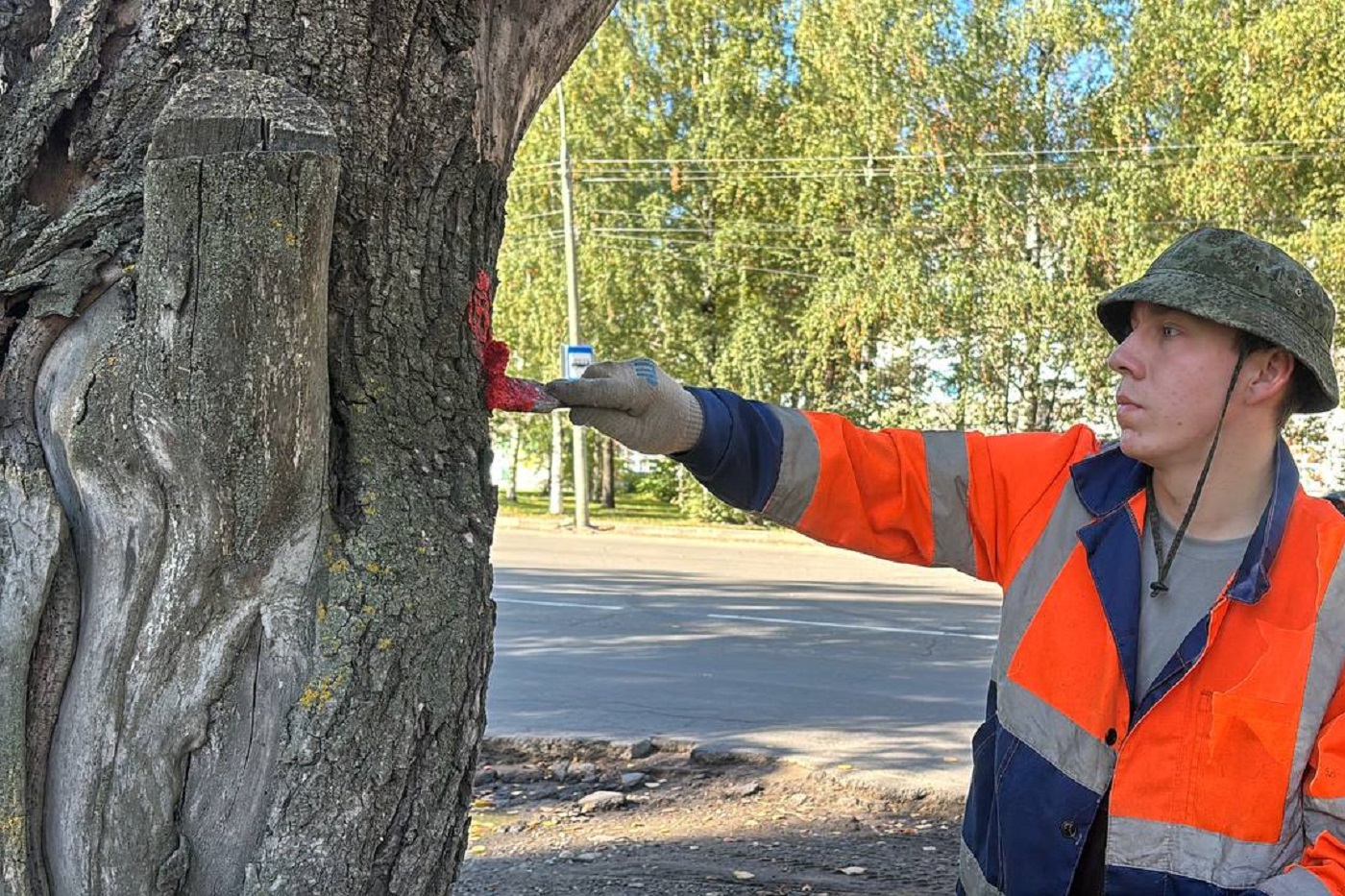 В Вологде проводится работа по выявлению и уборке сухостойных деревьев