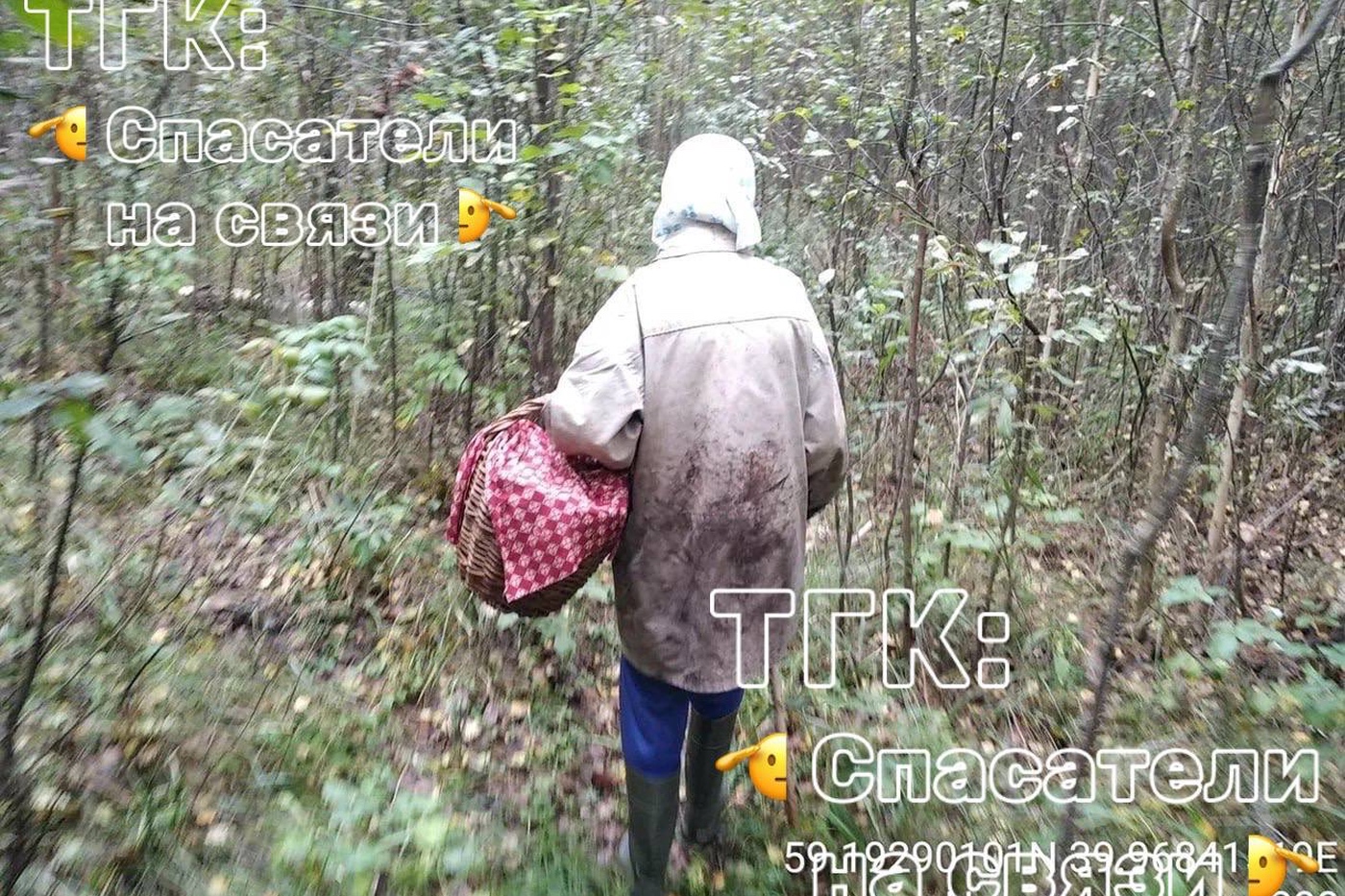 86-летнюю пенсионерку искали в лесу в Вологде