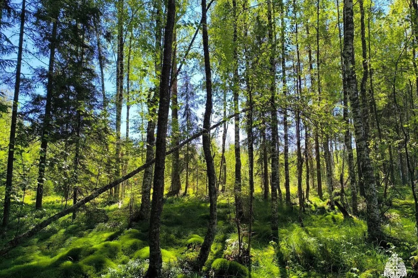 Две девочки заблудились в лесу в Вологодском округе