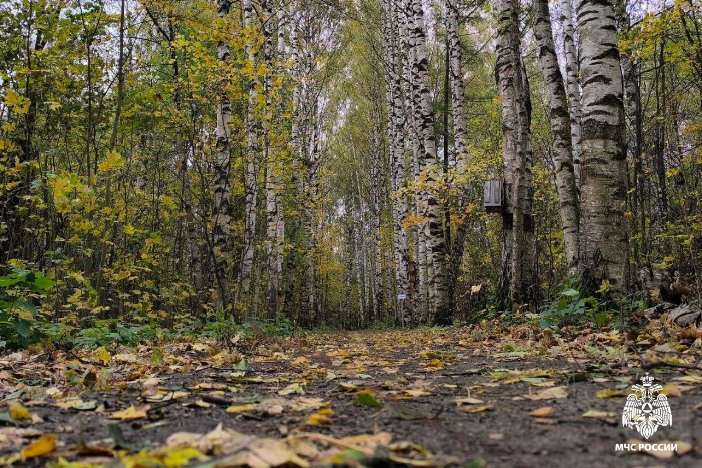Пенсионер заблудился и погиб в лесу в Харовском округе