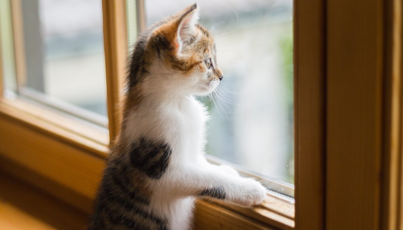 Без возни с клеем и липкой лентой: этот способ поможет за 5 минут утеплить окна в доме