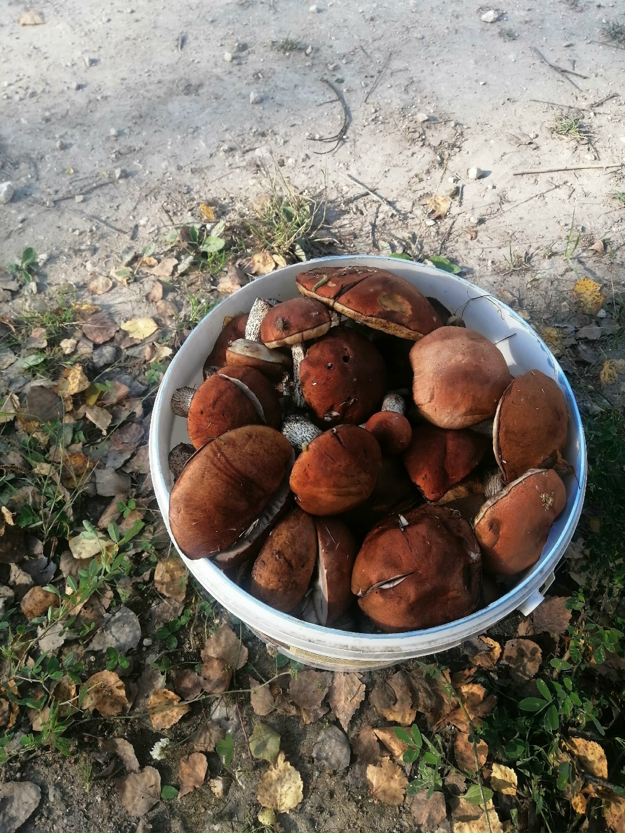 Осторожно, грибы! Правила безопасности, чтобы избежать отравлений