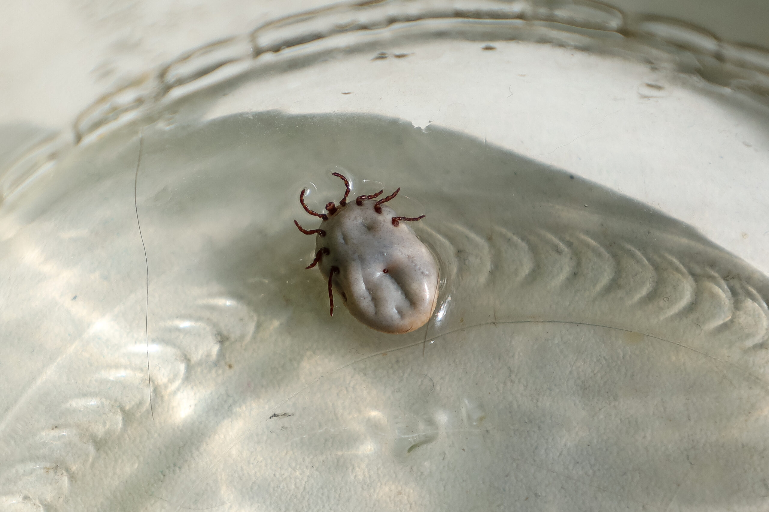 Многодетная мать ушла в беспамятство после укуса клеща