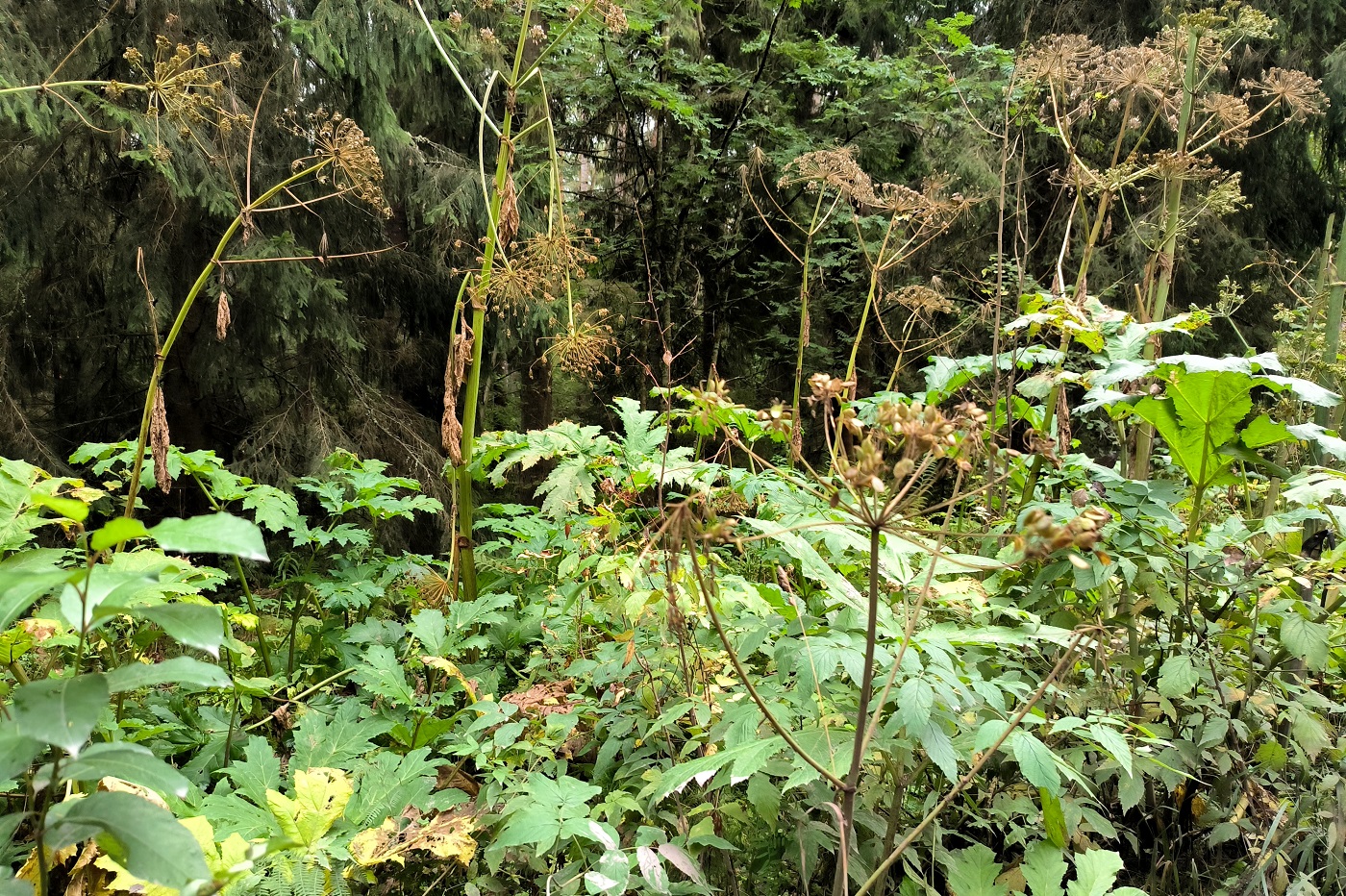 Два пенсионера обнаружены погибшими в Вологодской области