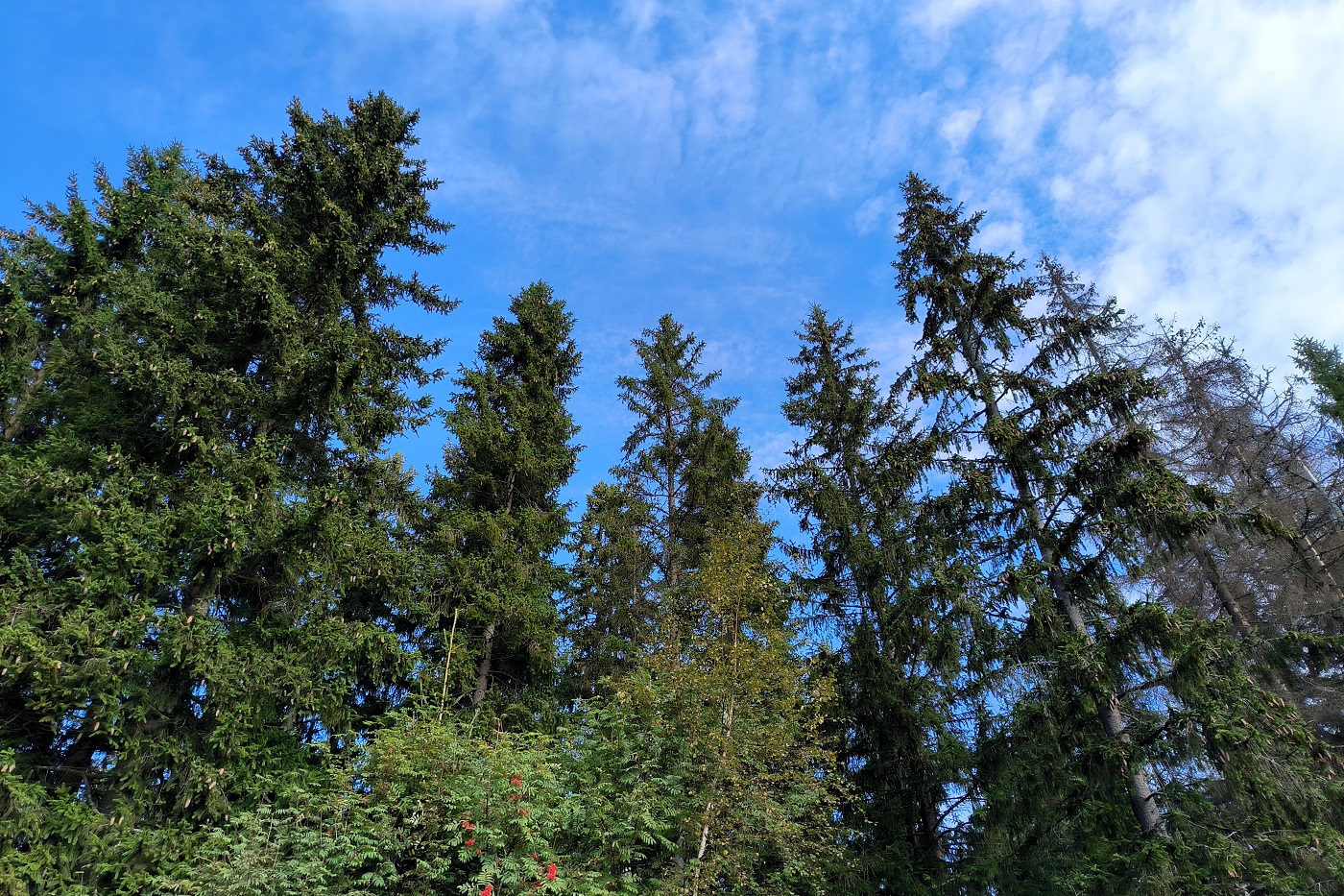 В лесу под Никольском погибла пожилая женщина