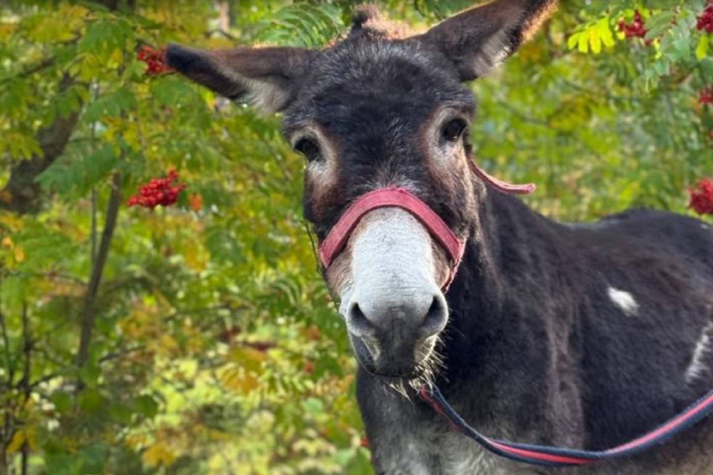 Демобилизованный осел пополнил зоопарк в Великом Устюге