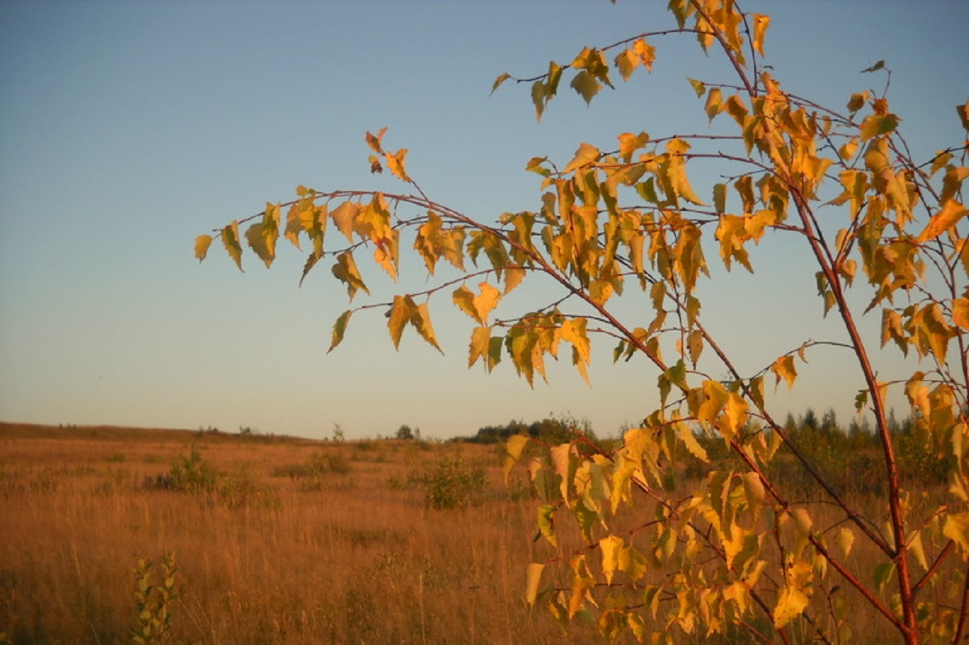 Погоду в Вологодской области на предстоящей неделе будет определять антициклон