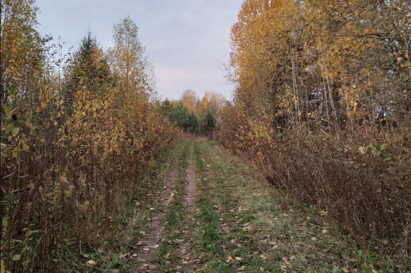Ненастная погода подбирается к Вологодской области