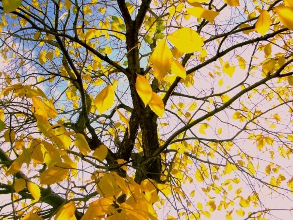 Золотую осень обещают вологжанам синоптики