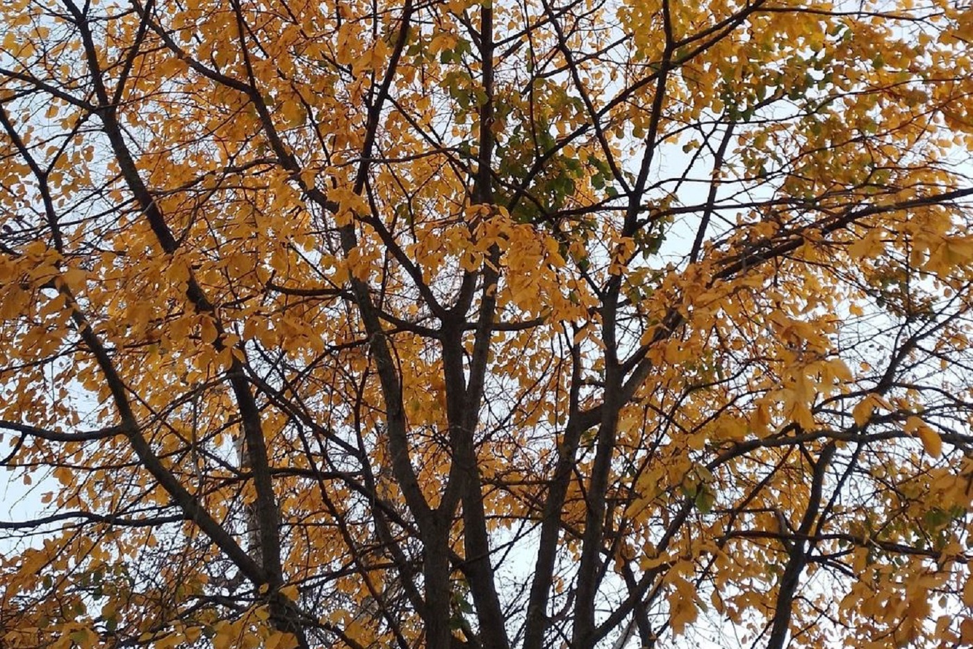 В Вологодскую область придет похолодание