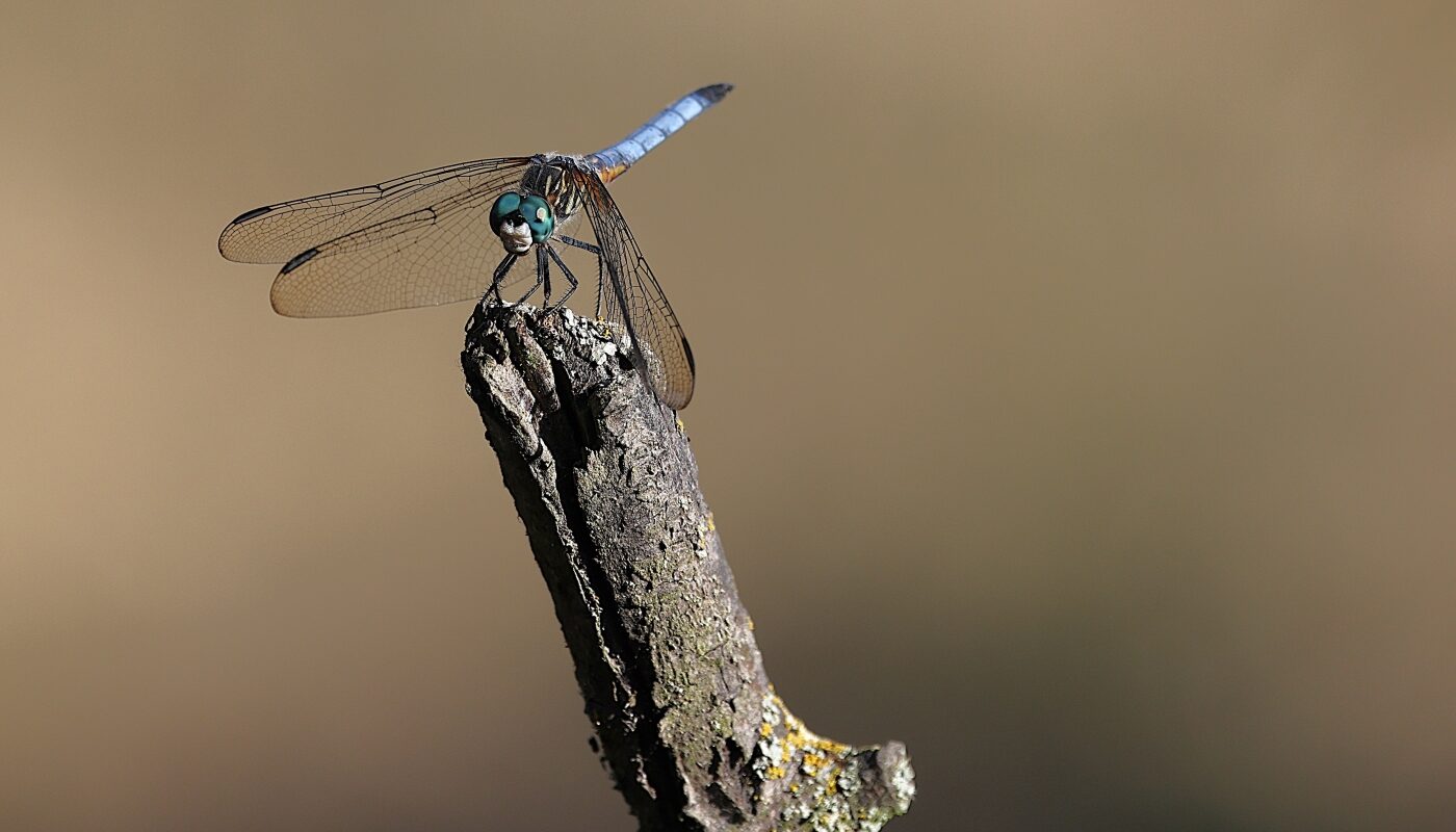 Даже хилый черенок мигом выпустит корни: укореняем растения без стимуляторов и химии