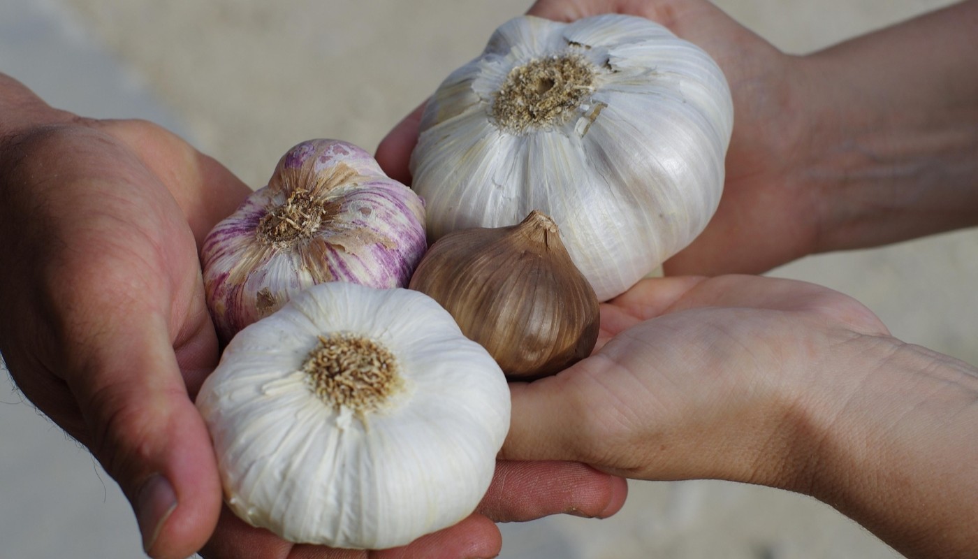 Озимый чеснок порадует урожаем: как подготовить грядку к высадке культуры осенью