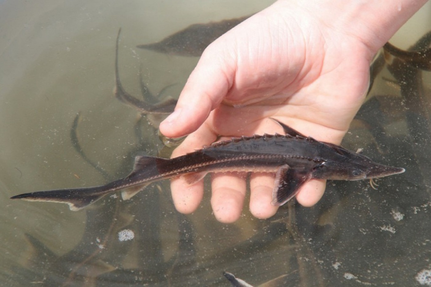 В водоемы Вологодской области выпустят более 300 тысяч штук малька ценных пород рыб