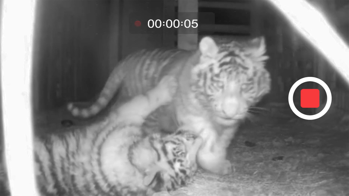 Амурским тигрятам нашли новый дом в Казани